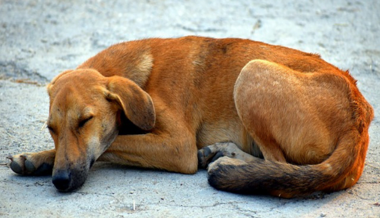 Holanda es el primer país que ostenta el título de estar libres de perros callejeros