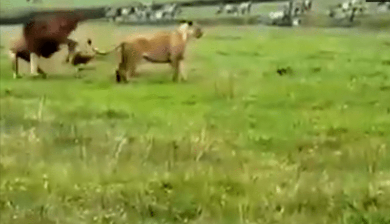 Perro loco o muy valiente, Un perro enfrenta a dos leones con un inesperado final