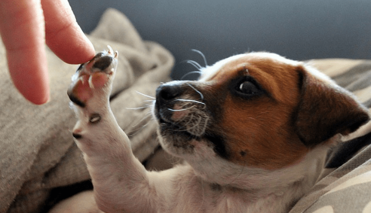 Curiosidades de los perros | 10 datos curiosos imperdibles
