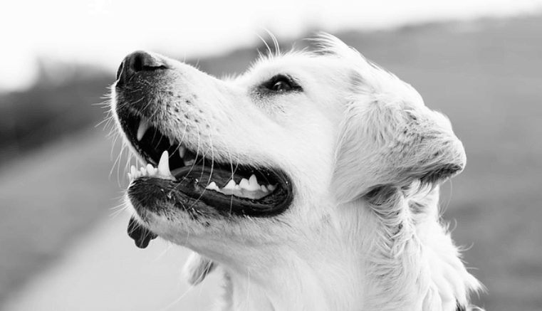 ¡Conmovedor! Periodista le canta a su perro justo antes de morir