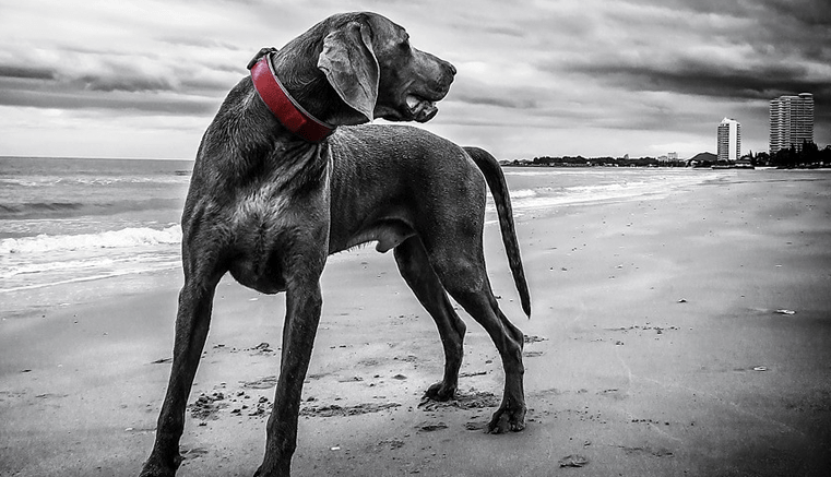 Mascotas más antiguas de América y el mundo