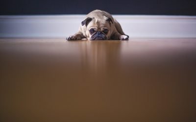 ansiedad por separación
