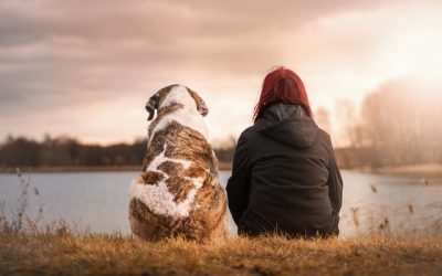 perros adoptados