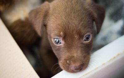 adopción de perros