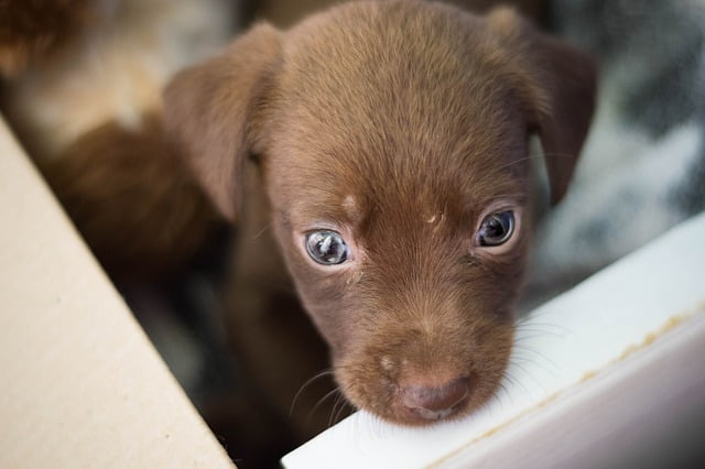 La adopción de perros en España es un contrato legal