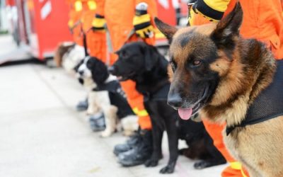 Efecto fiesta de cóctel en los perros