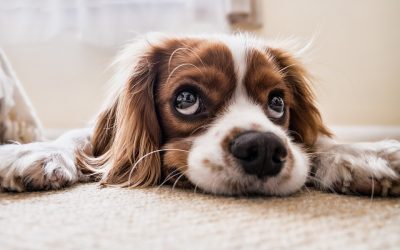mirada de los perros