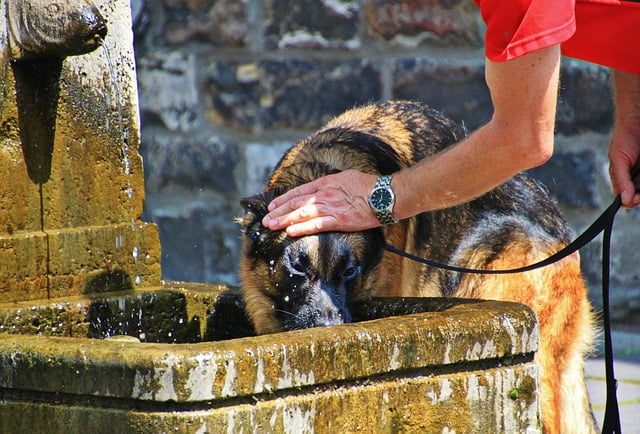 Proteja a su mascota durante las olas de calor