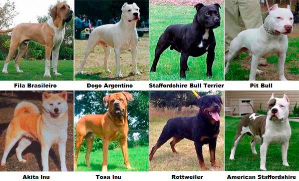 Perros de raza peligrosa… conoce legislación vigente - Perros Seguros