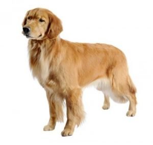 Perros de raza mediana: Golden Retriever