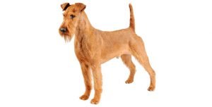 Irish Terrier