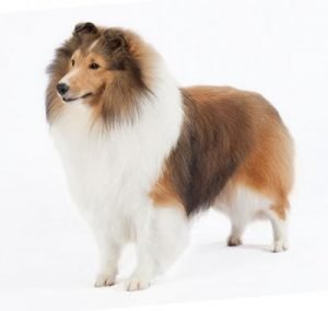 Perro Pastor de las Shetland