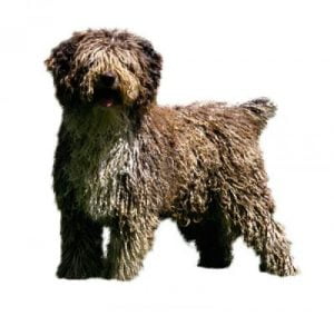 Perro de Agua Español