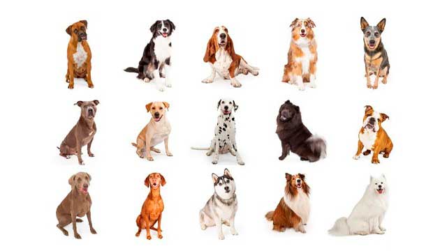 Los Mejores perros raza mediana