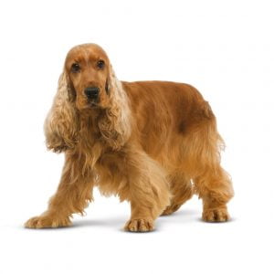 cocker spaniel ingles