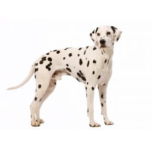 dalmata
