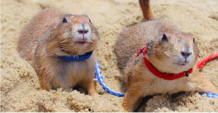 ¿perros de la pradera como mascota? Cuidado con los niños