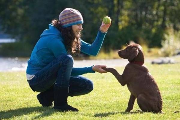 Cómo entrenar a un perro… con cariño y disciplina