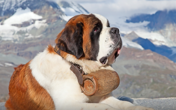 Los majestuosos perros San Bernardo