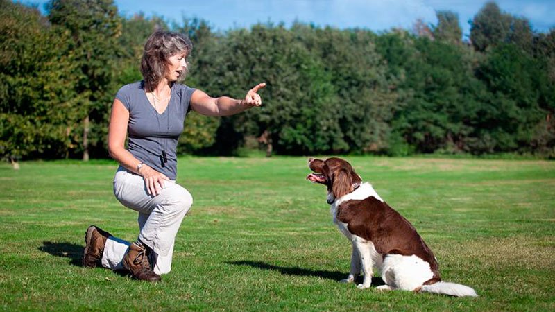 Entrenamiento de perros sordos… ¿Cómo hacerlo?