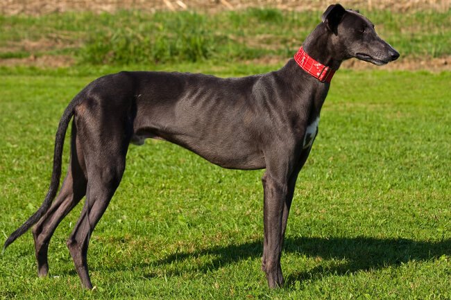 Perros españoles Perros españoles Galgo español