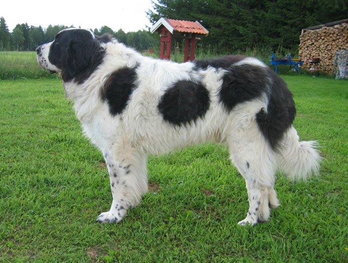 Perros españoles Perros españoles Mastín del pirineo