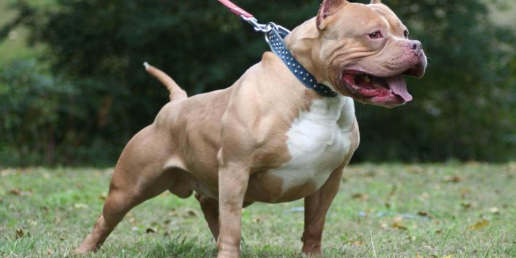 Perros de raza peligrosa