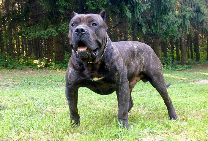Perros españoles Perros españoles Dogo Canario