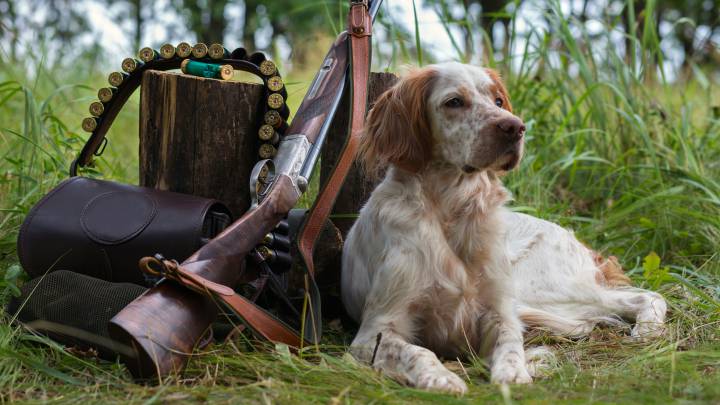 7 razas de perros españoles de caza
