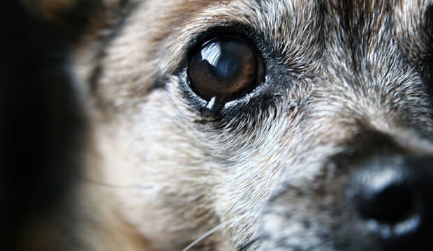 ¿Qué significan las lágrimas en los perros?
