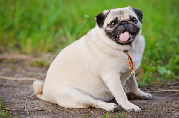 ¿Es su mascota un perro obeso?