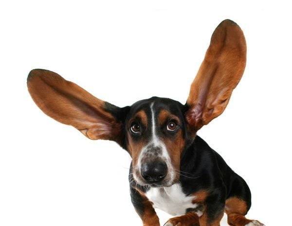orejas de los perros