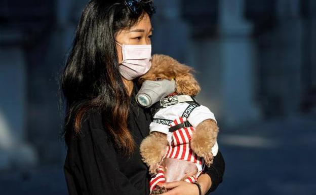 Aislado perro en China después de confirmarse positivo en coronavirus