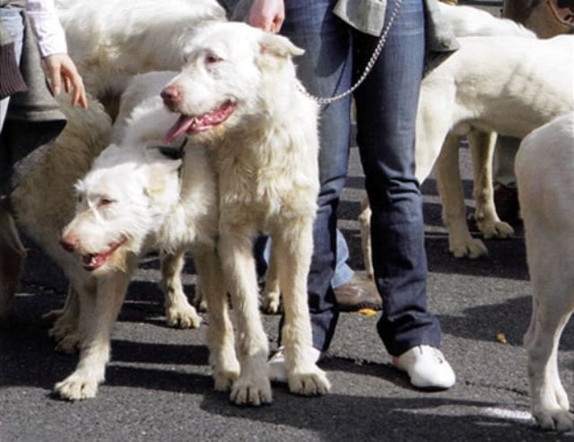 Valdueza, la nueva raza española de perros