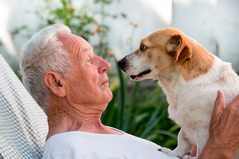 32% de las personas mayores convive con una mascota