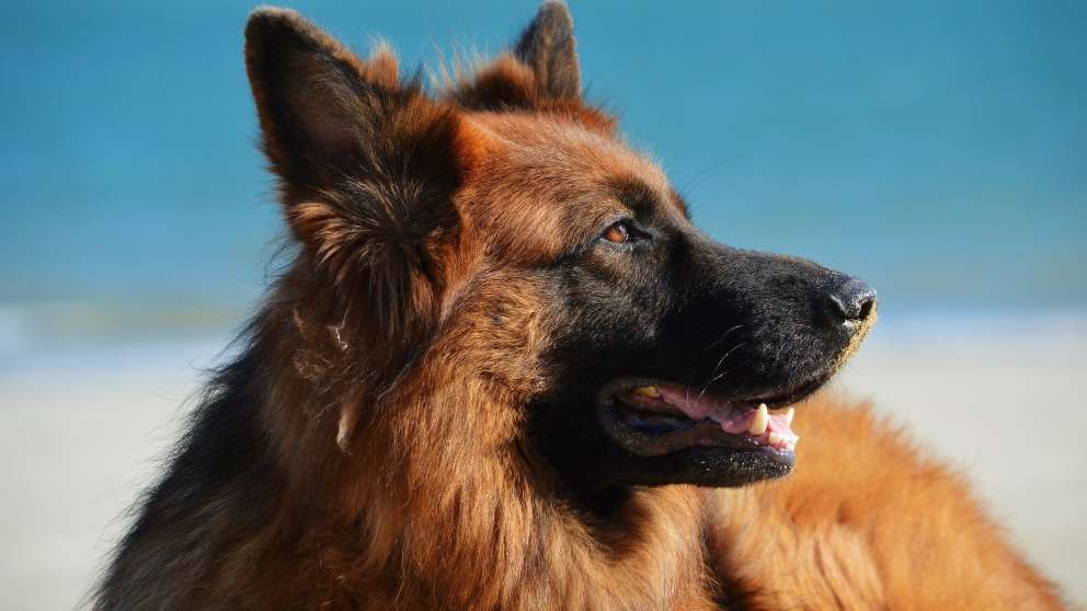 Descubre las 5 razas de perros más comunes en los hogares españoles