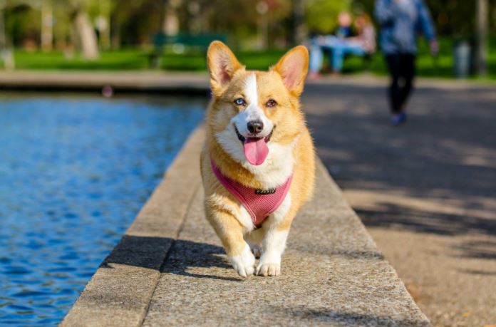 seguros para perros peligrosos seguros para perros peligrosos
