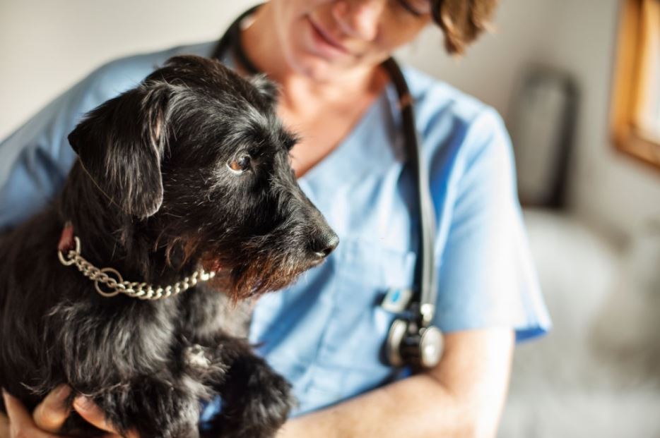 ¿Cuál es el mejor seguro para perros? – 3 Mejores Opciones