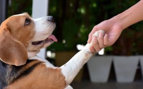 seguros veterinarios para perros