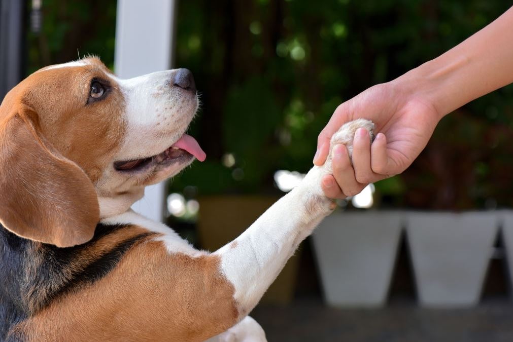 3 Características sobre seguros veterinarios para perros