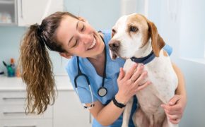 seguro médico perros