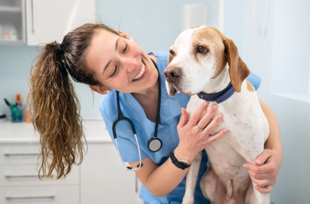 Seguro médico perros: 4 Tips para contratar póliza