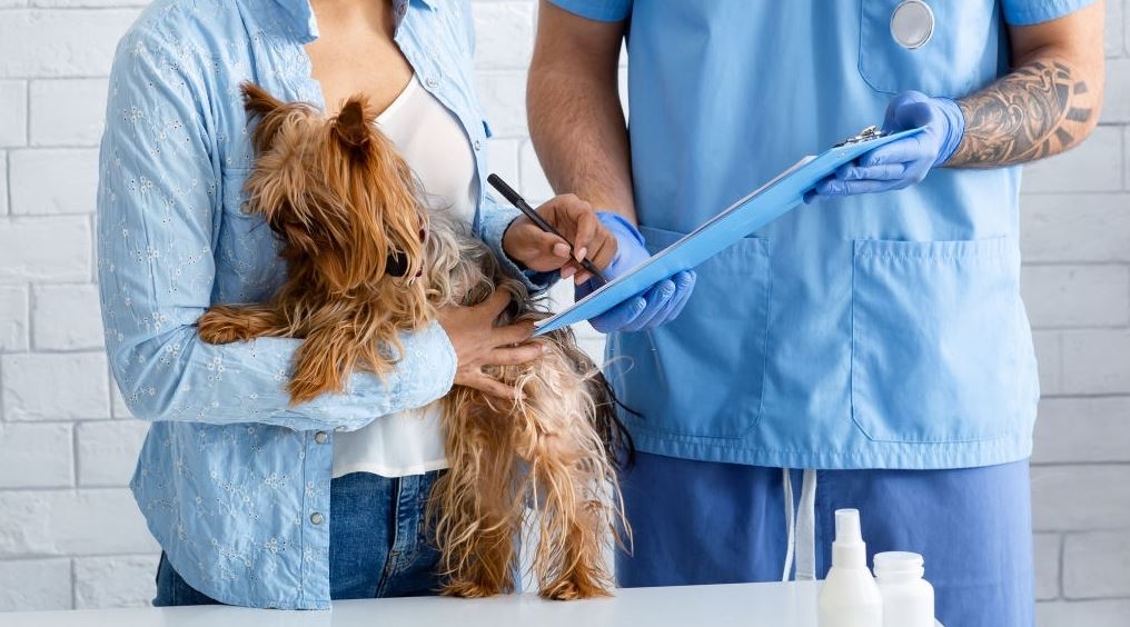 Precio seguro de perro – 3 principales factores que intervienen