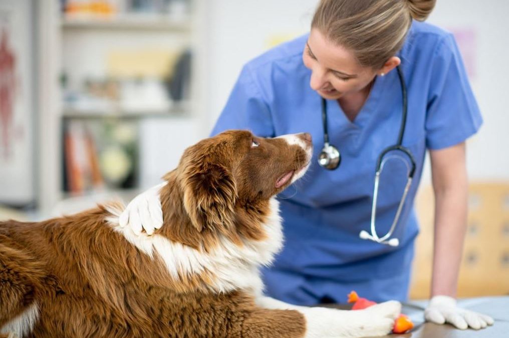 Seguro veterinario | 3 Tips para elegir el mejor