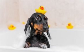 cómo bañar a un cachorro