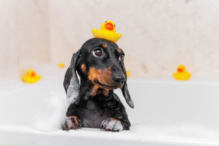 cómo bañar a un cachorro