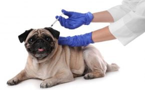 Vacunas para perros