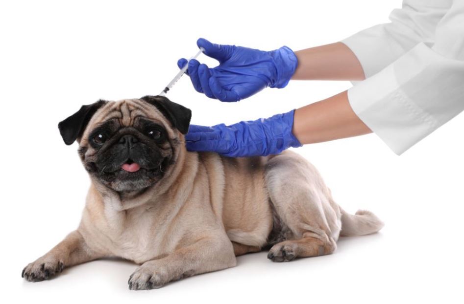 Vacunas para perros: ¿Las cubre el seguro de mascota?