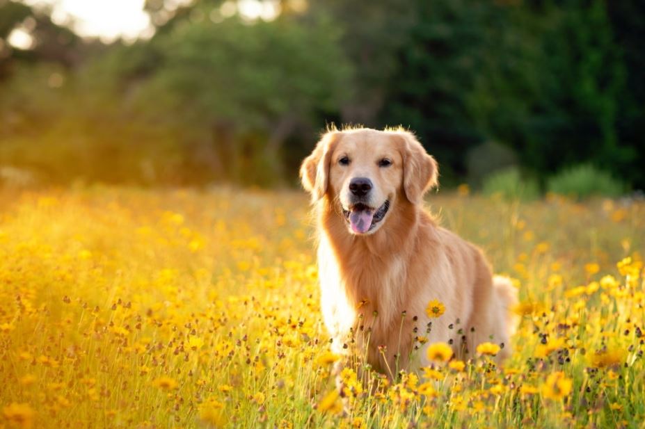 Cirugía veterinaria: 3 Seguros de mascotas que lo cubren