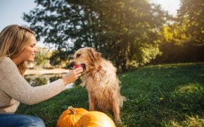 alimentos con vitaminas para perros